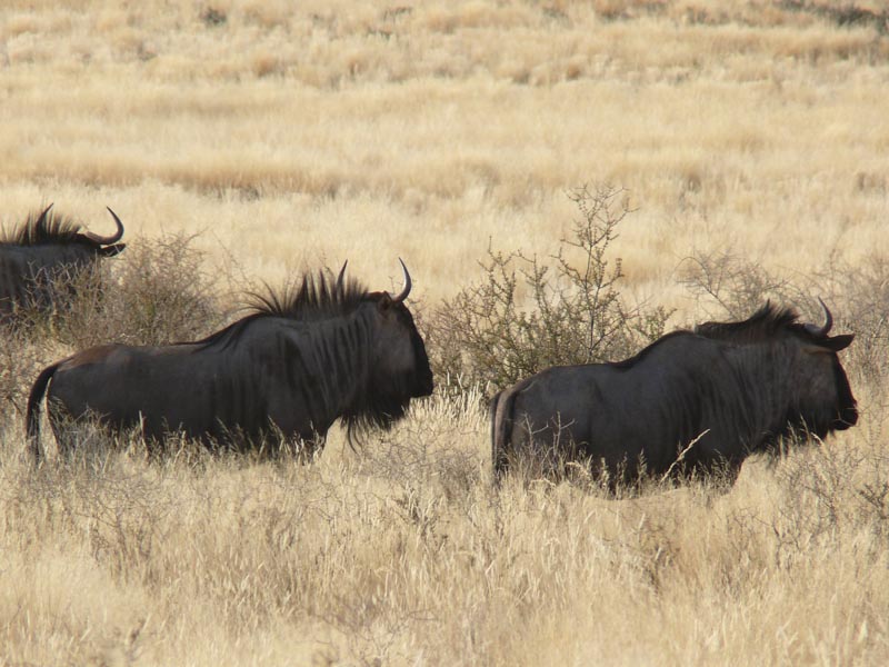 Namibia004.JPG