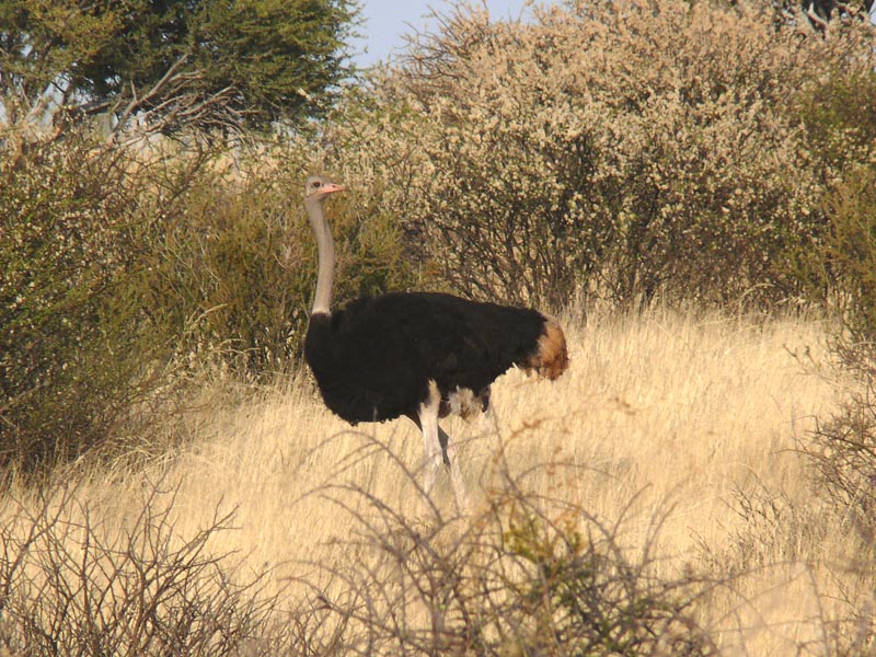Namibia005.JPG