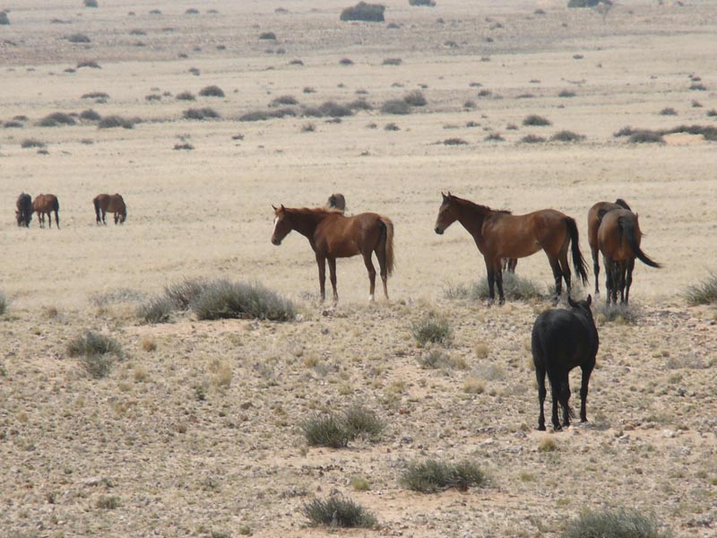 Namibia032.JPG