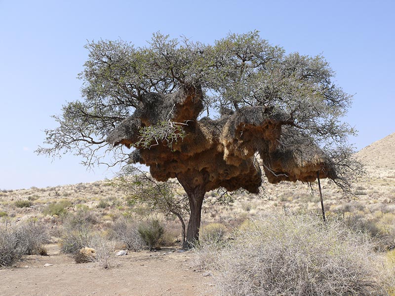 Namibia059.JPG