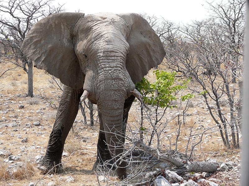 Namibia145.JPG