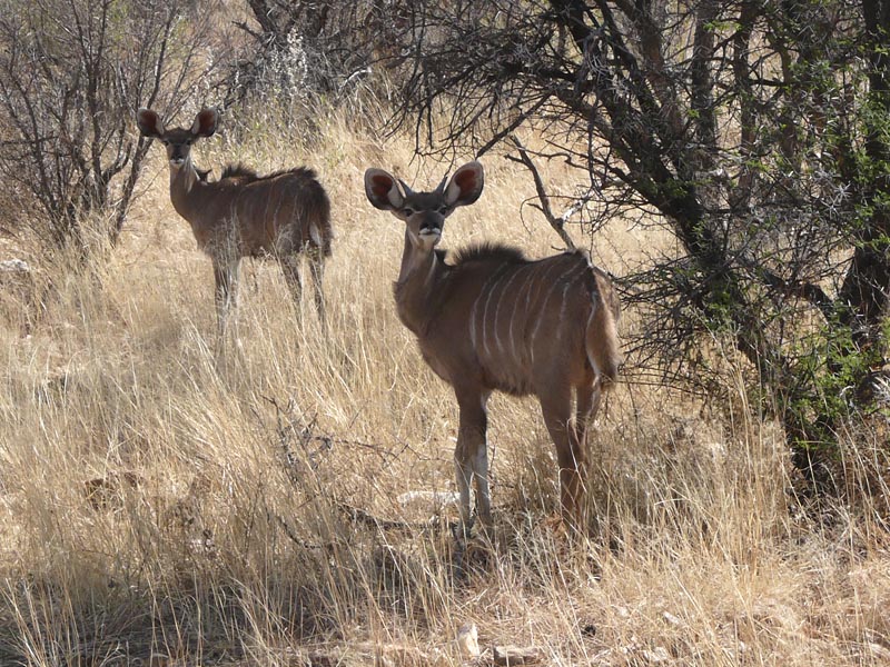 Namibia200.JPG