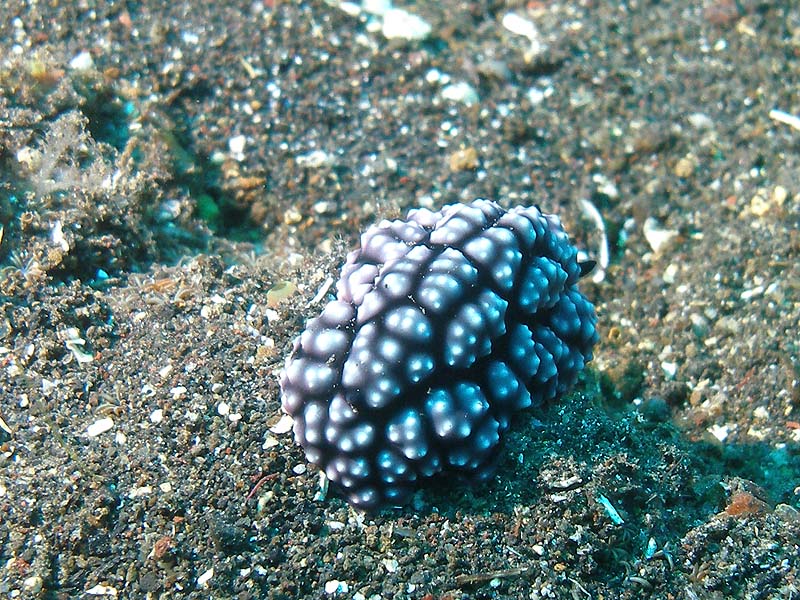 bali06_nudi2.JPG