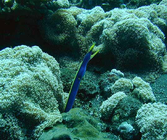 bali_fisch_08.JPG