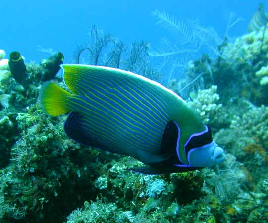 bali_fisch_10.JPG