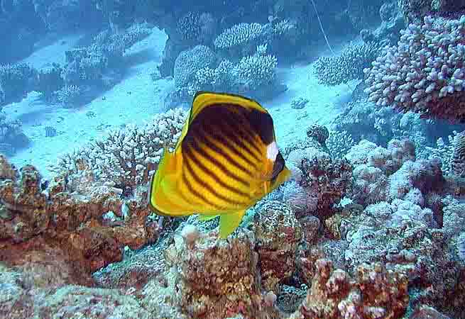 Dahab036.jpg