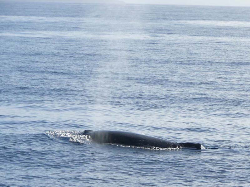hawaii0061.JPG