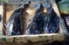 Morgens geht es gleich mal auf den Markt. Fisch,...
