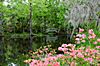 Magnolia Plantation