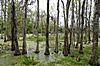 Swamp Gardens